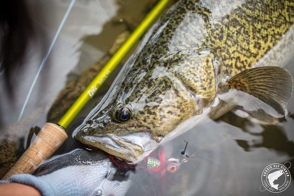 Fly Fishing for the Incredible Murray Cod