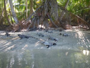 iguanas
