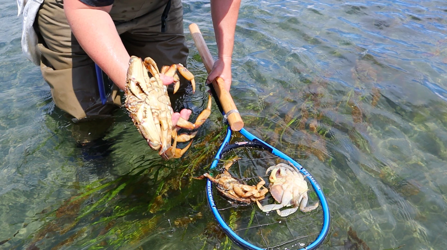 Handpicking Dungeness Crabs: A Sustainable and Affordable Method - April  Vokey