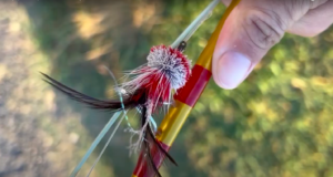 Why you should fly fish for bass